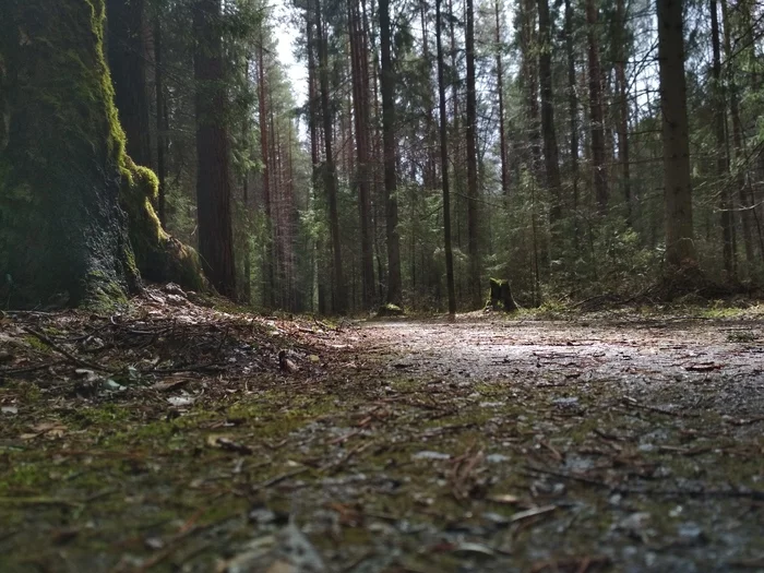 In the woods - My, Permian, 2020, Mobile photography, No filters, Forest