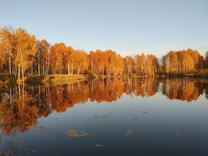 Autumn, autumn, well, let's ask the leaves ... - My, Mobile photography, Autumn, Blues, Нытье, Forest, Reflection