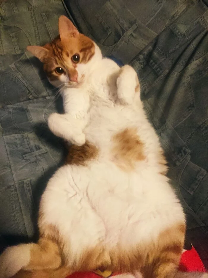 Khajiit has a belly if you have goodies - My, cat, Redheads, Pet the cat