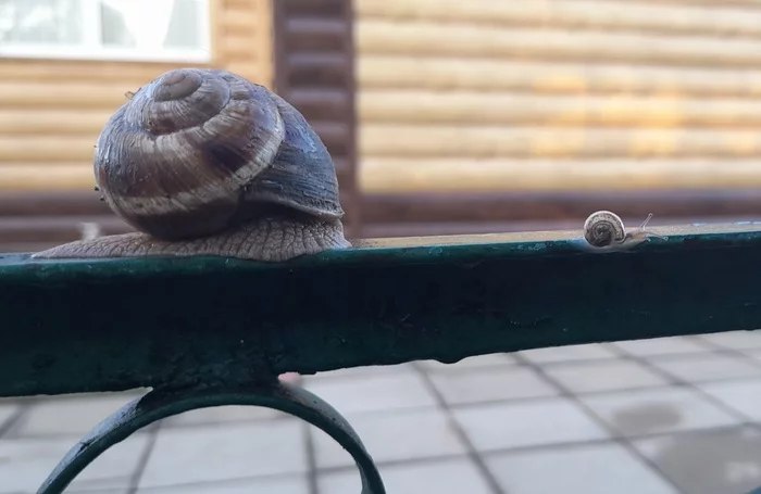 Gone to the point - My, Snail, Nature