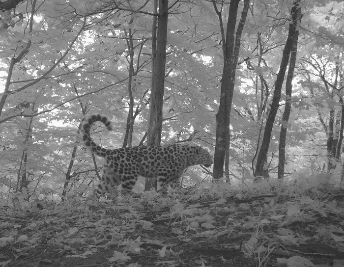 The most optimistic leopard in Leopard Land - Far Eastern leopard, beauty, National park, Leopard, Big cats, The photo, Phototrap, Cat family, Predatory animals, wildlife, Wild animals, Primorsky Krai, Дальний Восток, Longpost