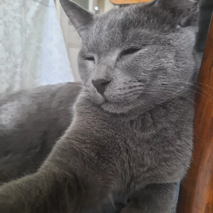 Smile... - My, cat, Grey, Pets