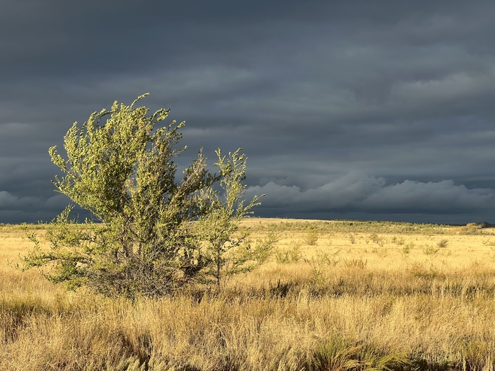 Непогода в степи