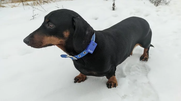 Richard the Lionheart - Dog, Dachshund, Friend