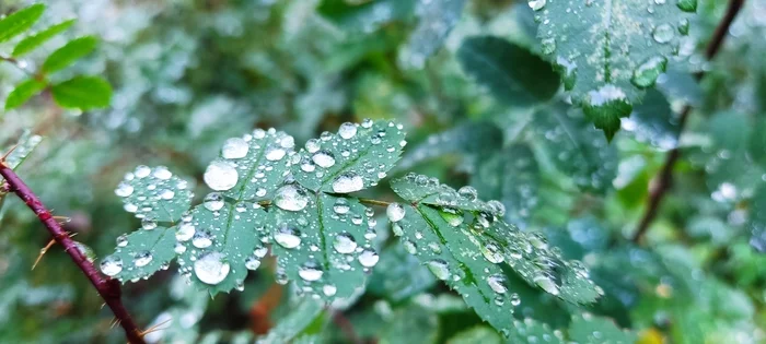 Take a break from the problems of the world - My, Dew, Autumn leaves, Nature