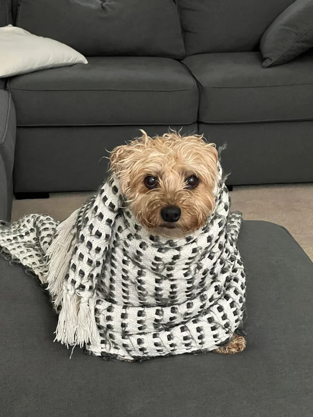 Until the heating is turned on - Cold, Heating, Dog, Scarf