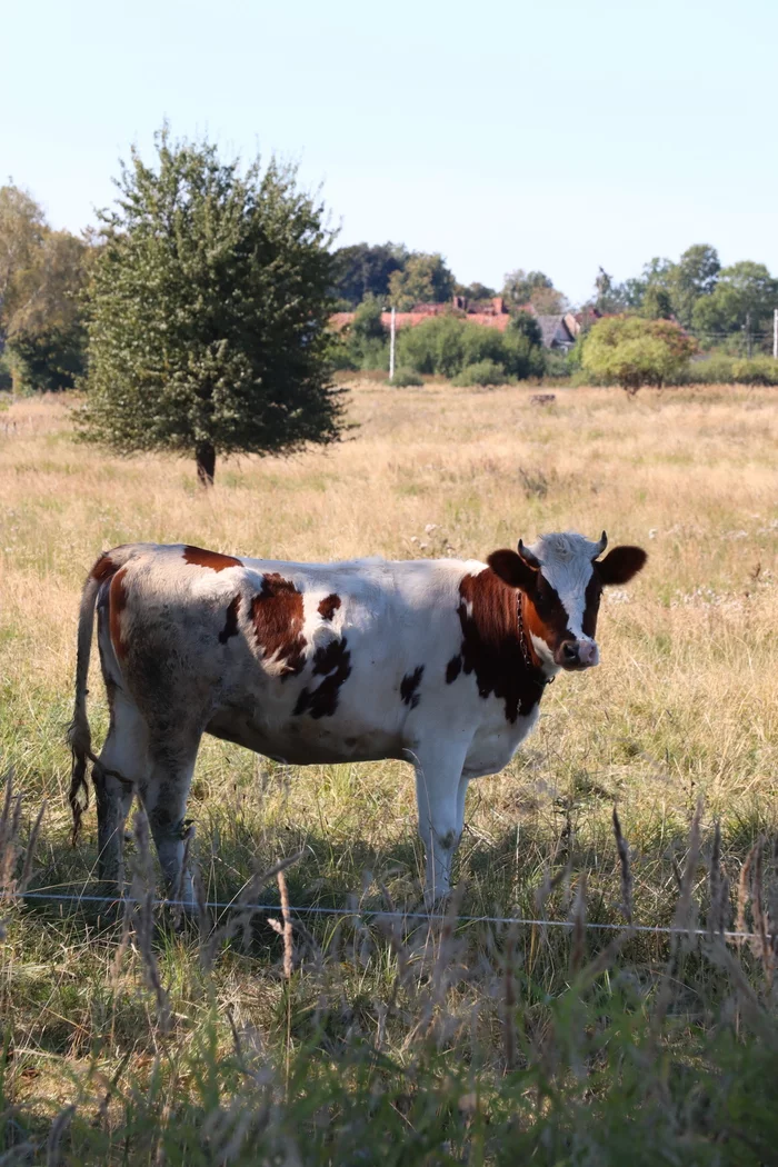 Are you calm? - My, Nature, Calmness, Appeasement, Zen, Autumn, Cow, Animals, Wall, Longpost