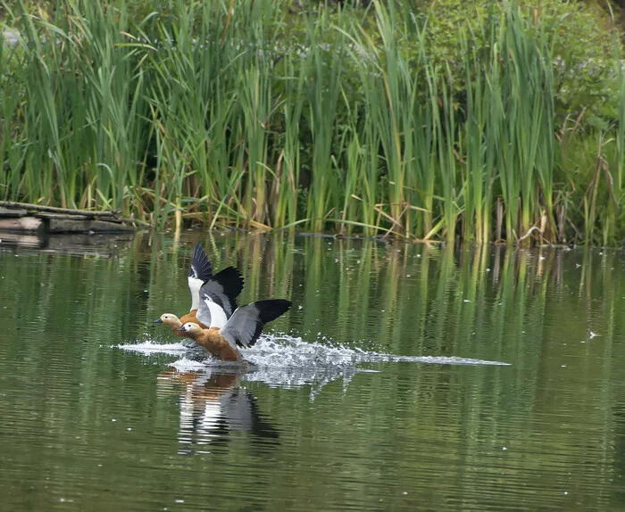 Landing of the firebirds - My, Duck, Birds, Photo hunting, The nature of Russia, Nature, Autumn, Pond