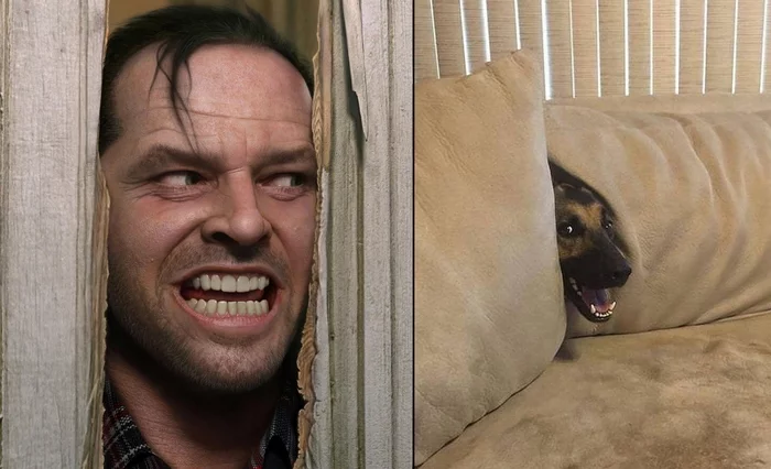 When your dog loves movie classics too... - Humor, Movies, Shining stephen king, Jack Nicholson, German Shepherd, Puppies, cat, Cosplay, My