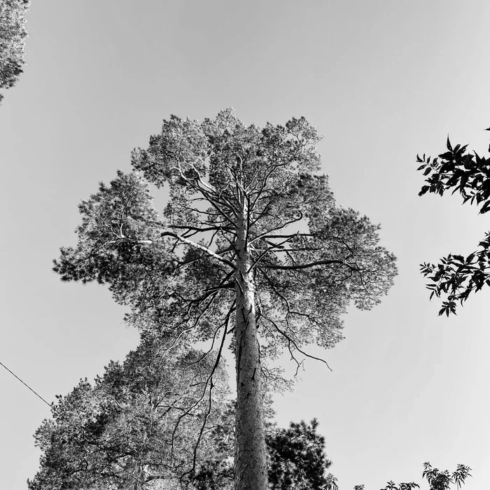 Просто сосна во дворе - Моё, Сосна, Вид, Природа, Небо, Мобильная фотография