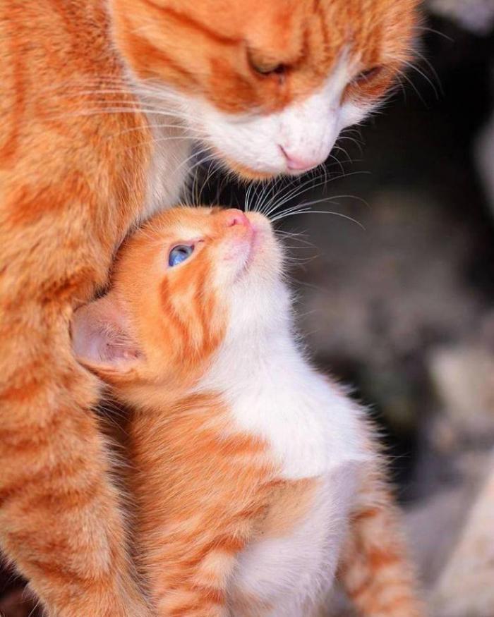 Mother gave birth to a daughter - Milota, Redheads, cat, Kittens, The photo