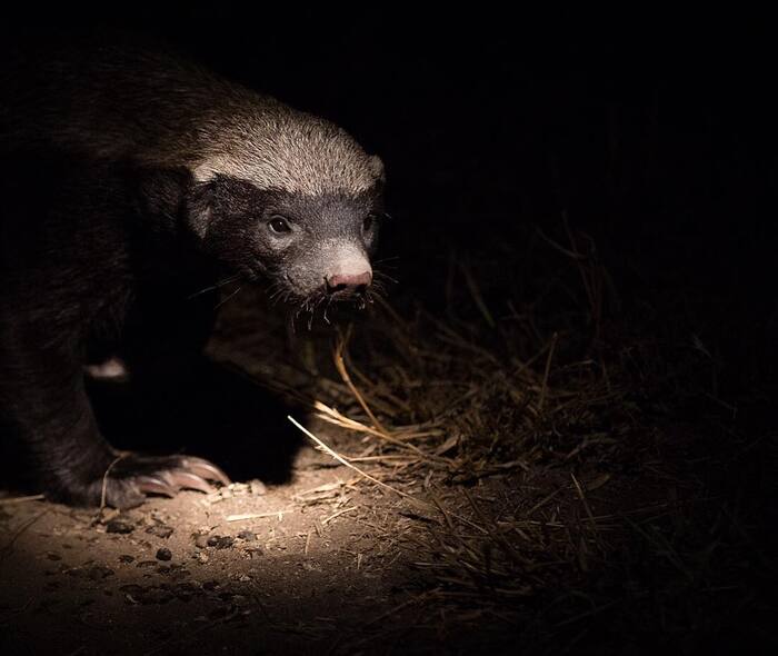 On the night shift - Night, The photo, South Africa, Reserves and sanctuaries, Nature, wildlife, Wild animals, Mammals, Predatory animals, Cunyi, Honey badger
