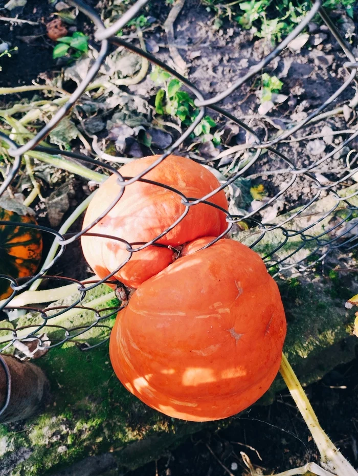 Middle to half - My, Pumpkin, Harvest