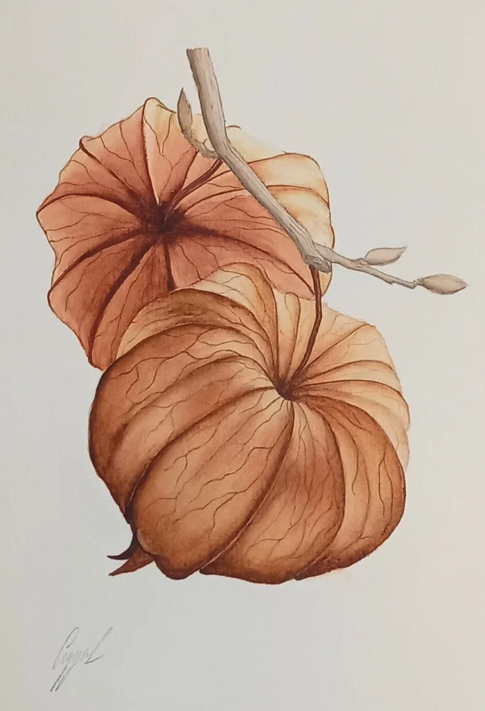 Physalis) - My, Physalis, Flowers, Autumn, Painting, Watercolor, Beginner artist, Artist, Longpost