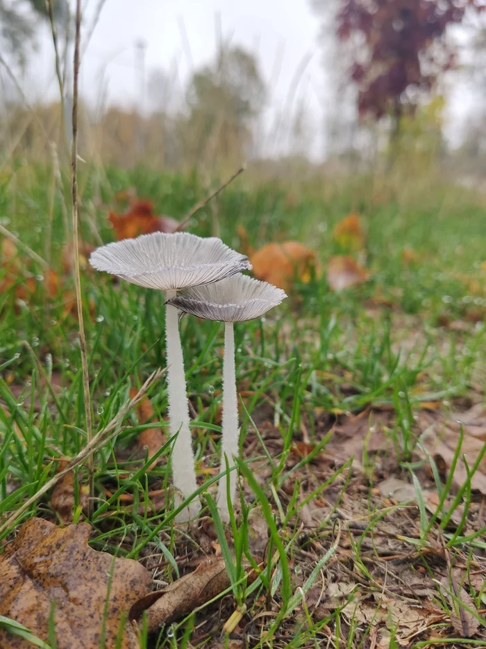 toadstools - My, Photo on sneaker, Autumn, Without processing, Mobile photography, Toadstool