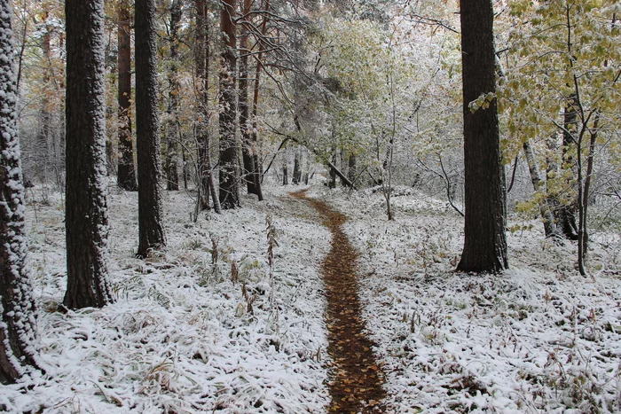 Continuation of the post “What does your way to work look like and what did you do on the weekend?” - My, The photo, Photographer, Beginning photographer, Tree, Plants, Canon, Siberia, Path, Lamp, Road, Nature, Longpost, Russia, Novosibirsk, Akademgorodok, Forest, Road to work, Autumn, Snow, Reply to post