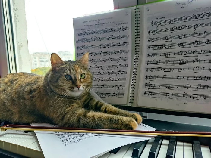 Musical Vasilisa - My, cat, The photo, Cat family, Pets