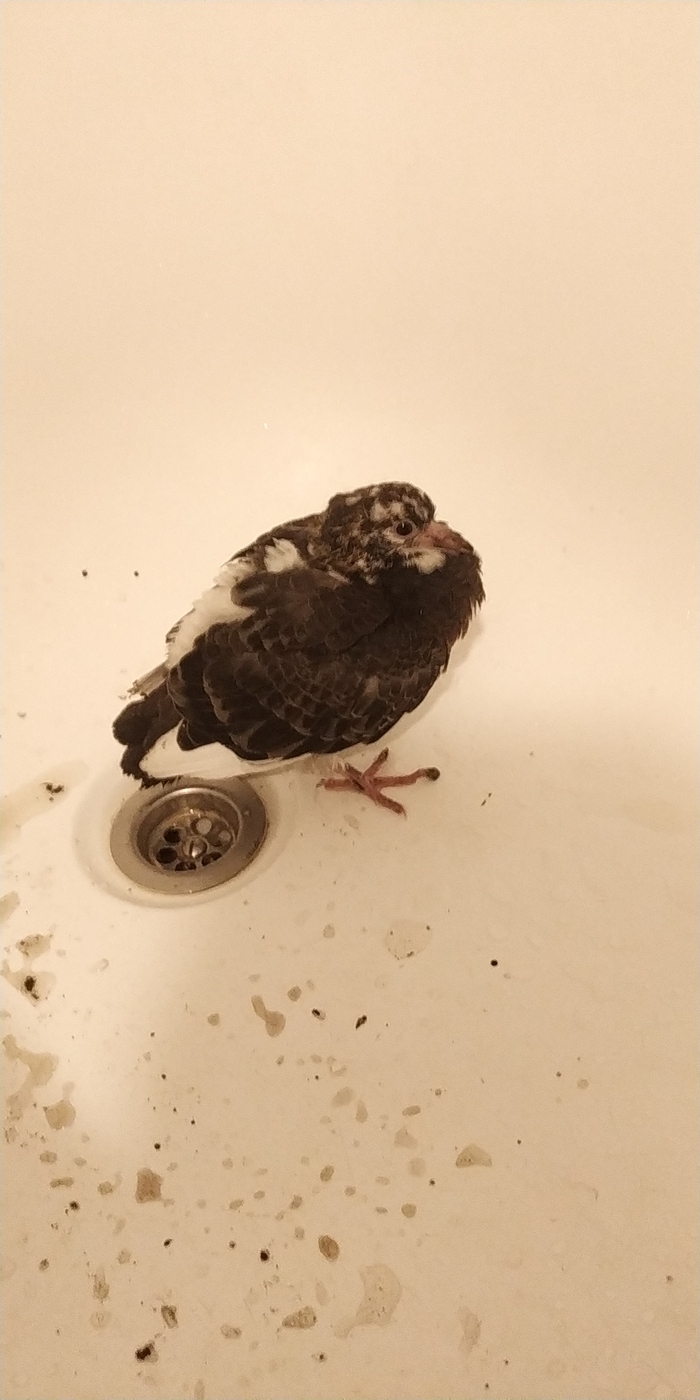 ���� �������