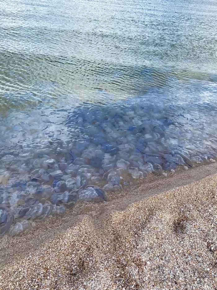 Sea of ??Azov, Kazantip Bay - My, Azov sea, Jellyfish, Sea, Crimea, Longpost