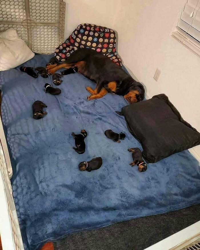 All sleep! - Dog, Puppies, Rottweiler, Dream, Bed, Milota