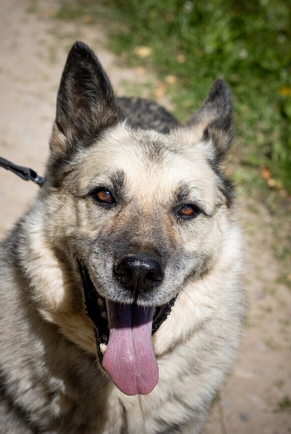 Graham. - My, Dog, Shelter, Animal shelter, The rescue, Help, In good hands, No rating, Moscow, Moscow region, Dog days, German Shepherd, Sheepdog, Longpost