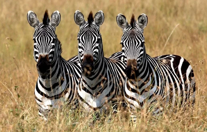 This is not a Zebra for you - this is a real Zebra - My, Facts, zebra, In the animal world