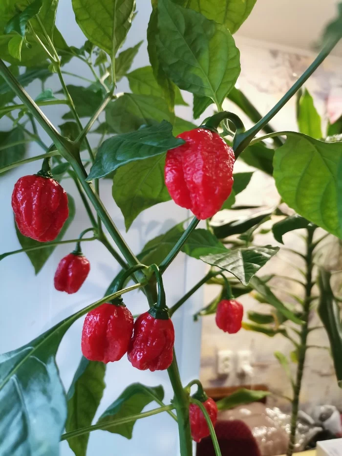 Help identify! - Hot peppers, Vegetable garden on the windowsill, Houseplants, Longpost