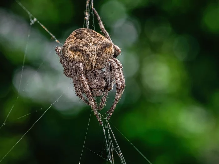 Monkey cross - the largest spider in the Far East - My, Spider, Nature, The photo, Macro photography
