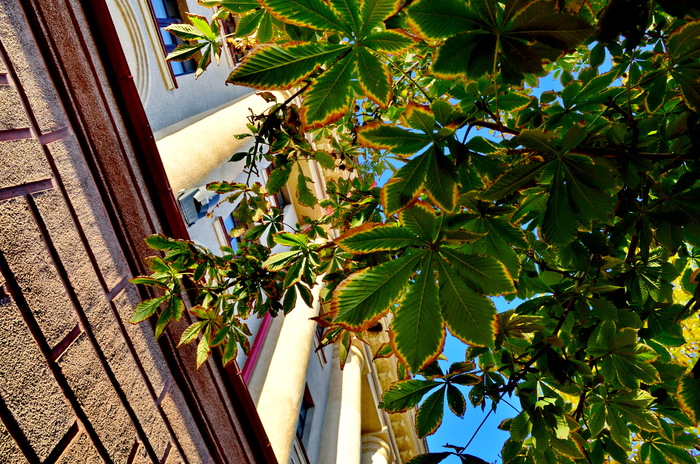 Красноярск - как я его вижу. Каштаны