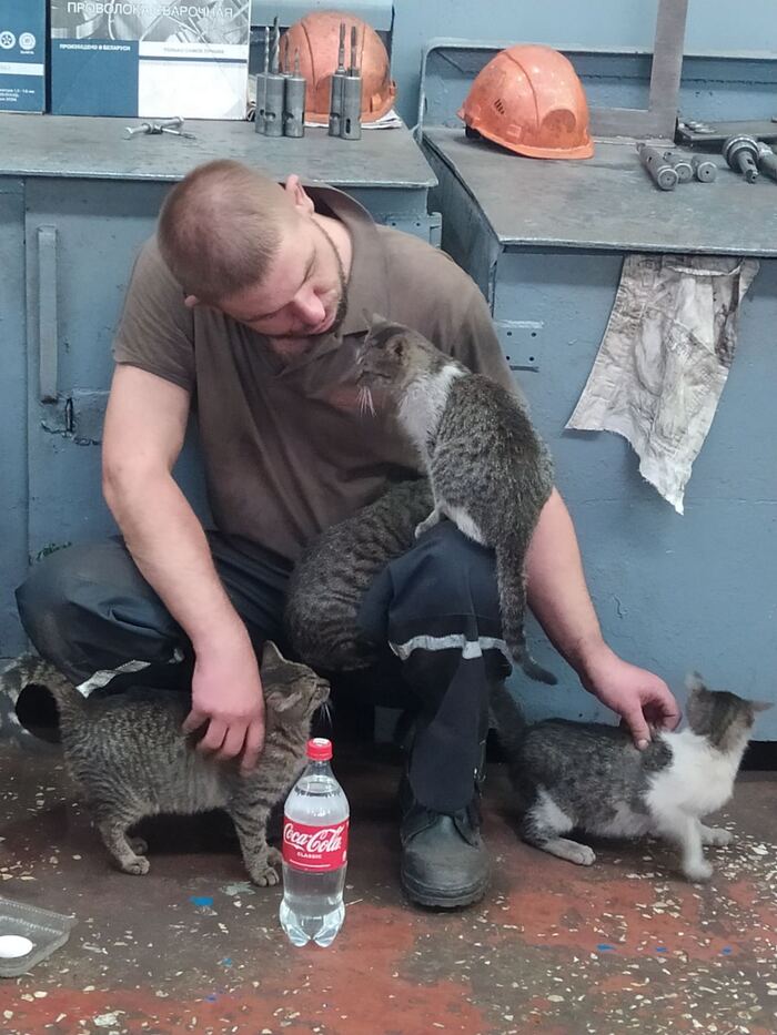 Заводские коты