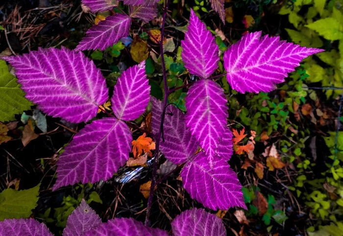 crimson raspberry - My, Nature, Autumn, Raspberries, Mobile photography