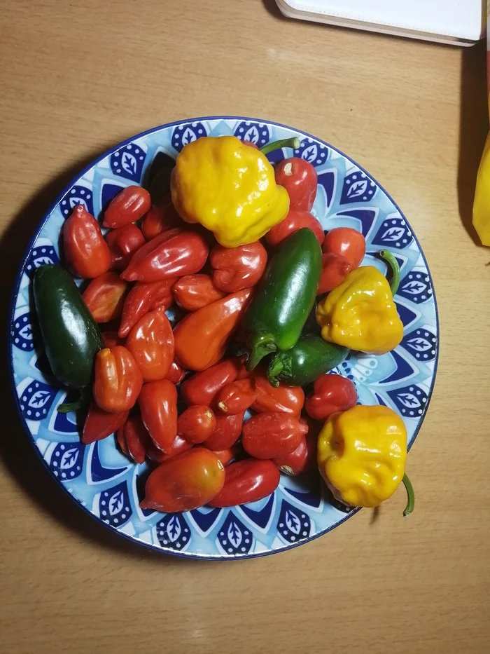 My harvest! - My, Pepper farming, Hot peppers