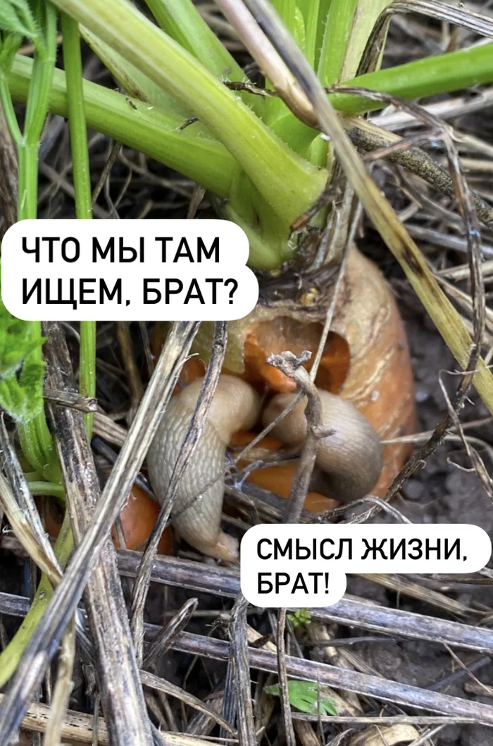 Slugs - Slug, Market gardener, Carrot, Нытье, Picture with text