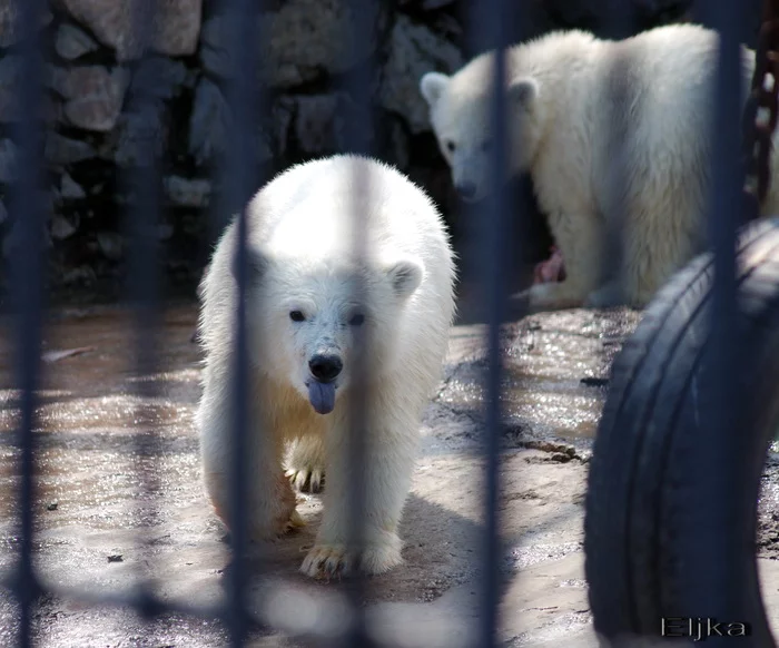 Be-be-be - My, The photo, Mood, Krasnoyarsk, Siberia, Teddy bears, Menagerie, Wild animals, Language