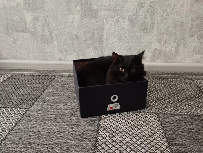 In a new box - My, cat, Black cat, Box