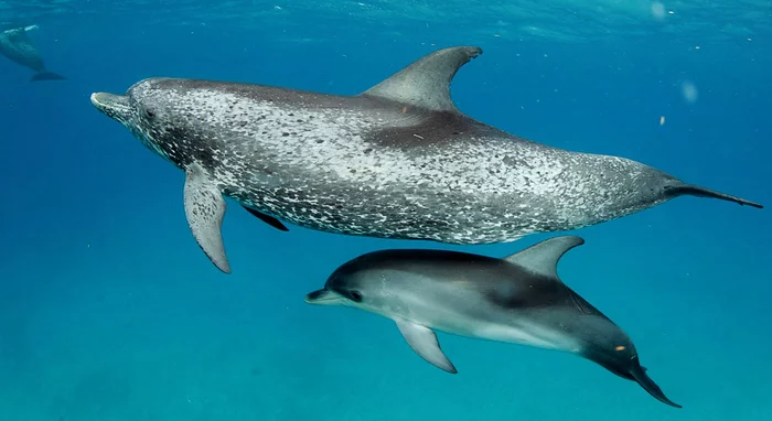 Big-fronted Dolphin - Marine life, Dolphin, Ocean, The photo, Cetaceans