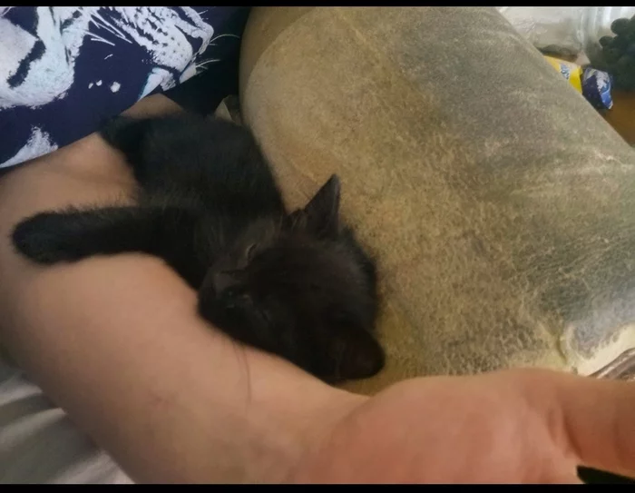 how i found the cat - My, cat, Kittens, Longpost, Milota, Kindness, Good league