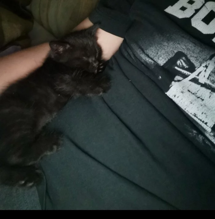 how i found the cat - My, cat, Kittens, Longpost, Milota, Kindness, Good league