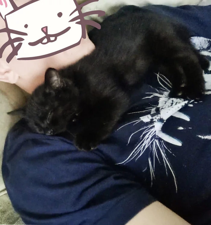 how i found the cat - My, cat, Kittens, Longpost, Milota, Kindness, Good league