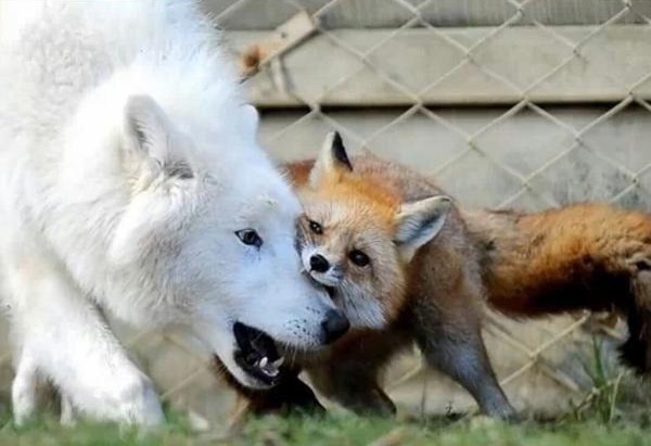 discord - My, Fox, Animals, Color, The photo, Canines, Longpost