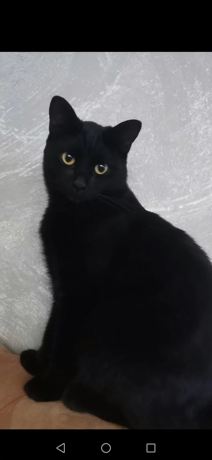 how i found the cat - My, cat, Kittens, Longpost, Milota, Kindness, Good league