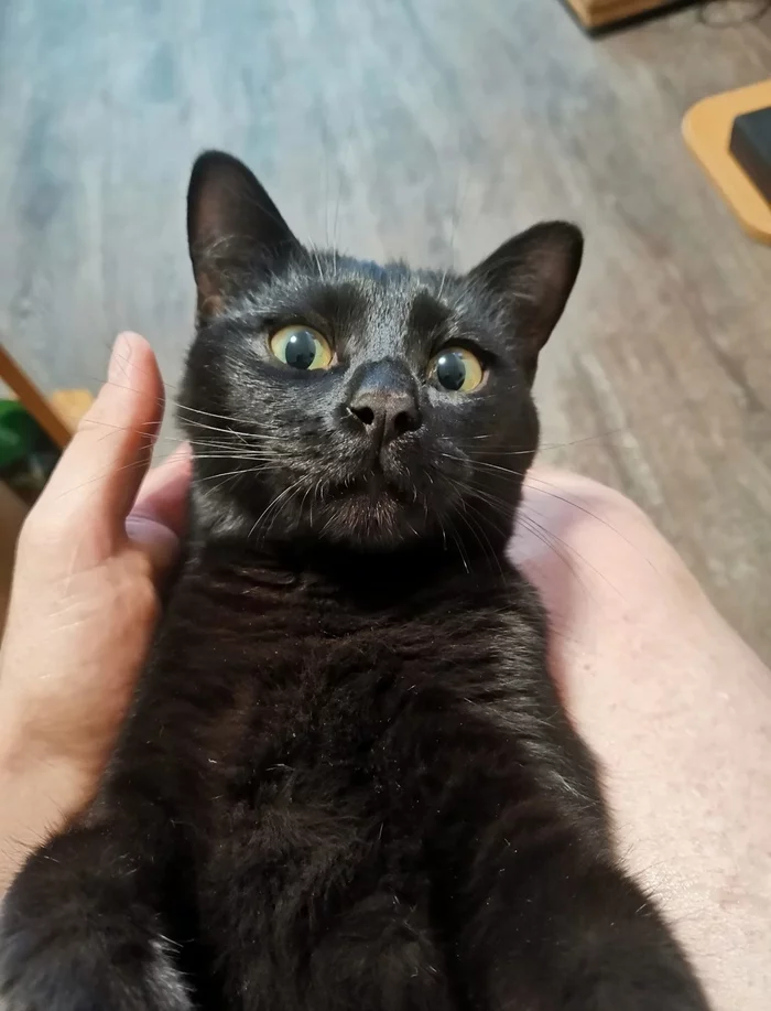how i found the cat - My, cat, Kittens, Longpost, Milota, Kindness, Good league