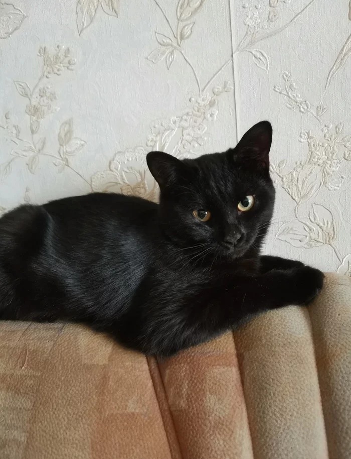 how i found the cat - My, cat, Kittens, Longpost, Milota, Kindness, Good league