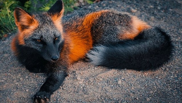 discord - My, Fox, Animals, Color, The photo, Canines, Longpost