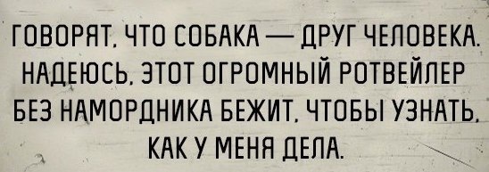 Добрый день - Тонкий юмор, Собака