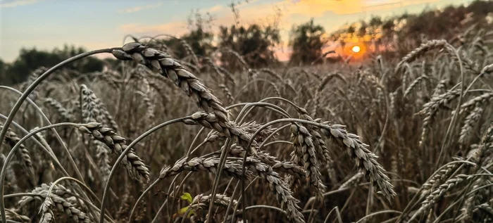 Bread left to rot in the fields of the Zhirnovsky district of the Volgograd region - My, Negative, Ministry of Internal Affairs, Police, Corn, Volgograd region, Bread, Video, Youtube, Longpost