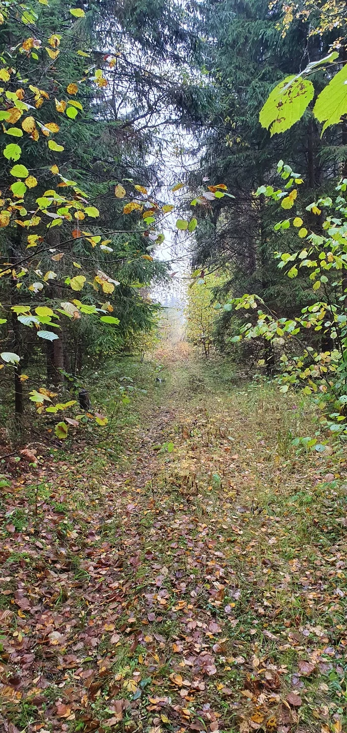 On the road for mushrooms - My, Forest, Road