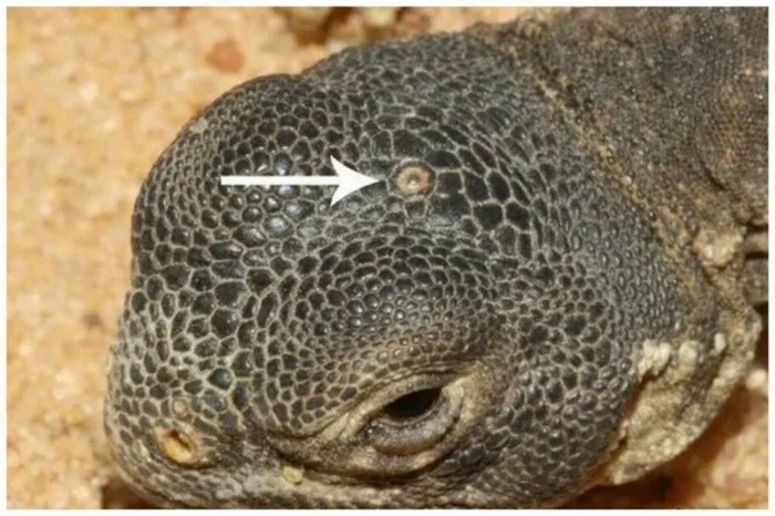 Unusual combinations of organs in animals: Some need 5 eyes, others only 1 lung, and still others need 300 kidneys! - Animals, Wild animals, Animal book, Yandex Zen