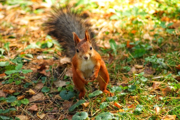 Nimble Creation - My, Squirrel, The photo, Photo hunting, Animals