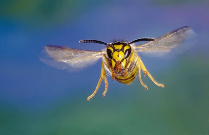 Unusual combinations of organs in animals: Some need 5 eyes, others only 1 lung, and still others need 300 kidneys! - Animals, Wild animals, Animal book, Yandex Zen